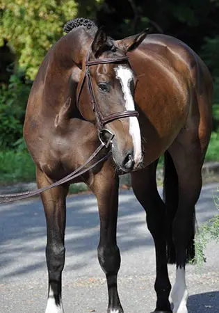 Alaska de la Podkova Z, KS Sporthorses, LLC