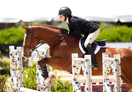 Charmeur, KS Sporthorses, LLC