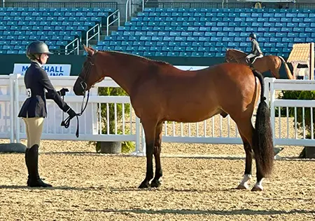 Down By The Bay, KS Sporthorses, LLC