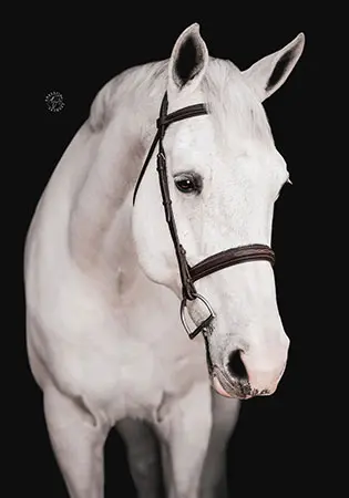 Econtador, KS Sporthorses, LLC