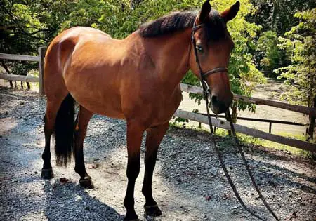Forevermore, KS Sporthorses, LLC