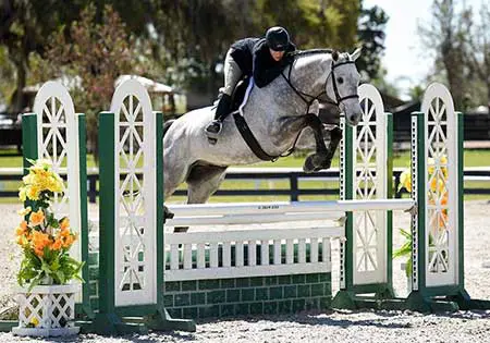Freedom, KS Sporthorses, LLC