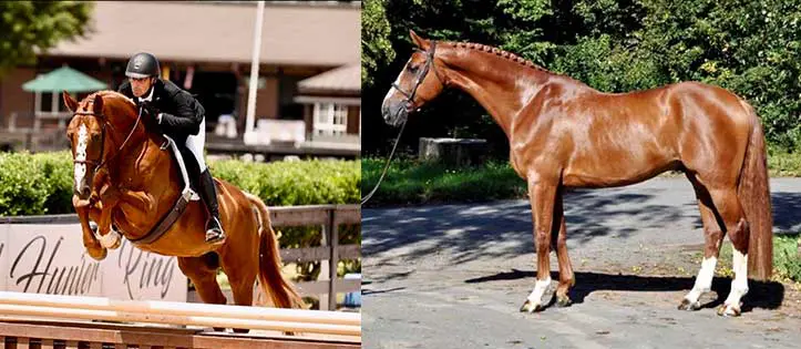 KS Jupiler DC, KS Sporthorses, LLC