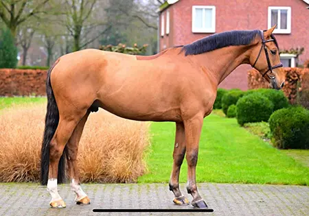 KS Carricon, KS Sporthorses, LLC