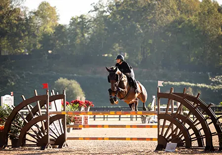 KS Redding, KS Sporthorses, LLC