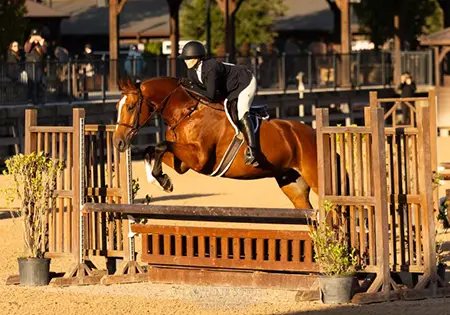Lilexo A, KS Sporthorses, LLC