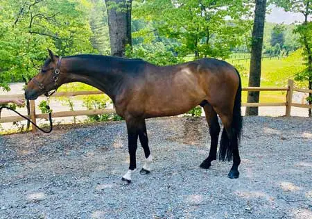 Macallan, KS Sporthorses, LLC