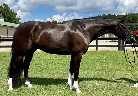 Onyx, KS Sporthorses, LLC