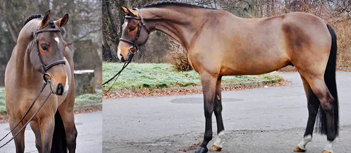 Papillion Van Hof Ter Boone, KS Sporthorses, LLC