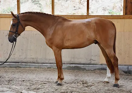 Pirlo Van Den Dries, KS Sporthorses, LLC