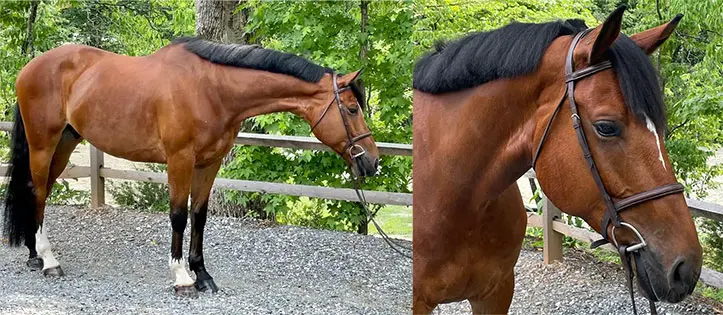 Q Star S, KS Sporthorses, LLC