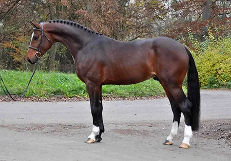 Quiero van’t Laar, KS Sporthorses, LLC