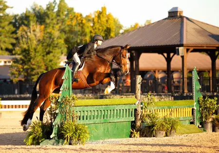Serrano Blue Z, KS Sporthorses, LLC