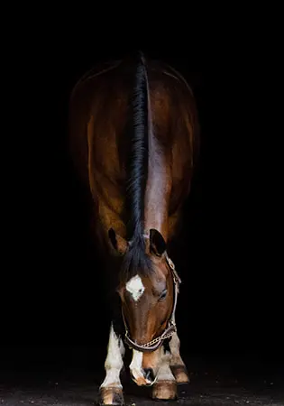 Triple Play, KS Sporthorses, LLC