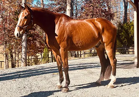 VDL Fyndoctro, KS Sporthorses, LLC