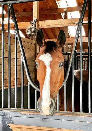 Voilara, KS Sporthorses, LLC