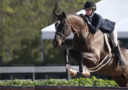 Why Not, KS Sporthorses, LLC