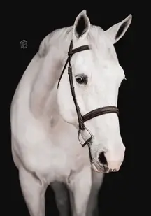 Econtador, KS Sporthorses, LLC
