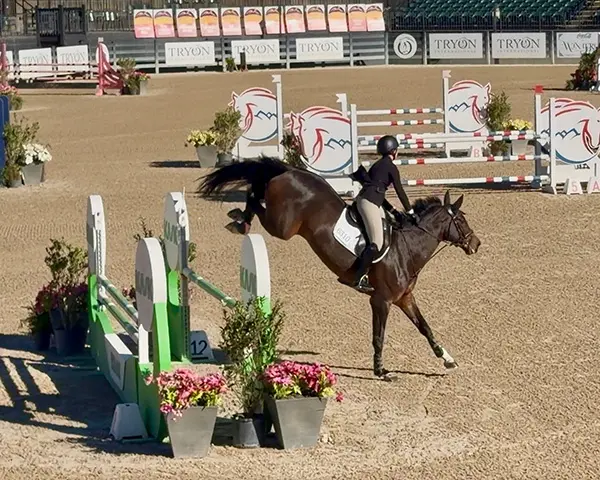 KS Sporthorses additional services
